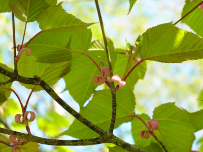 ホソエカエデの新芽