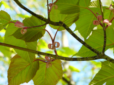 ホソエカエデの新芽