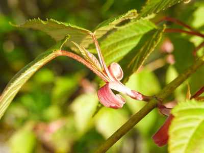 ホソエカエデの新芽（拡大）