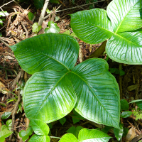 ムサシアブミ